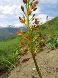 Eremurus korshinskyi