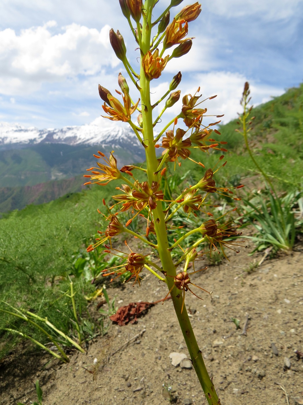 Изображение особи Eremurus korshinskyi.