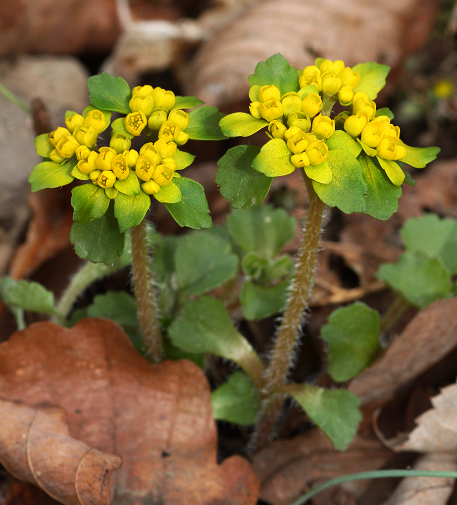 Image of Chrysosplenium pilosum specimen.