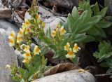 Linaria japonica. Верхушка цветущего растения. Приморье, берег бухты Неприметной, 5,5 км Ю-ЮВ села Милоградово. 13.08.2009.