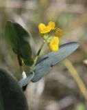 Coronilla scorpioides