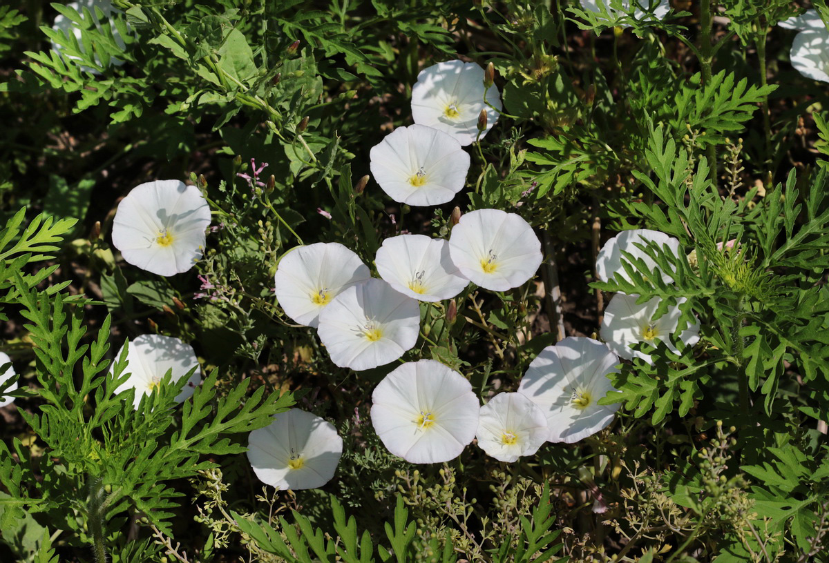 Image of Convolvulus arvensis specimen.