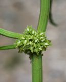 Rumex halacsyi