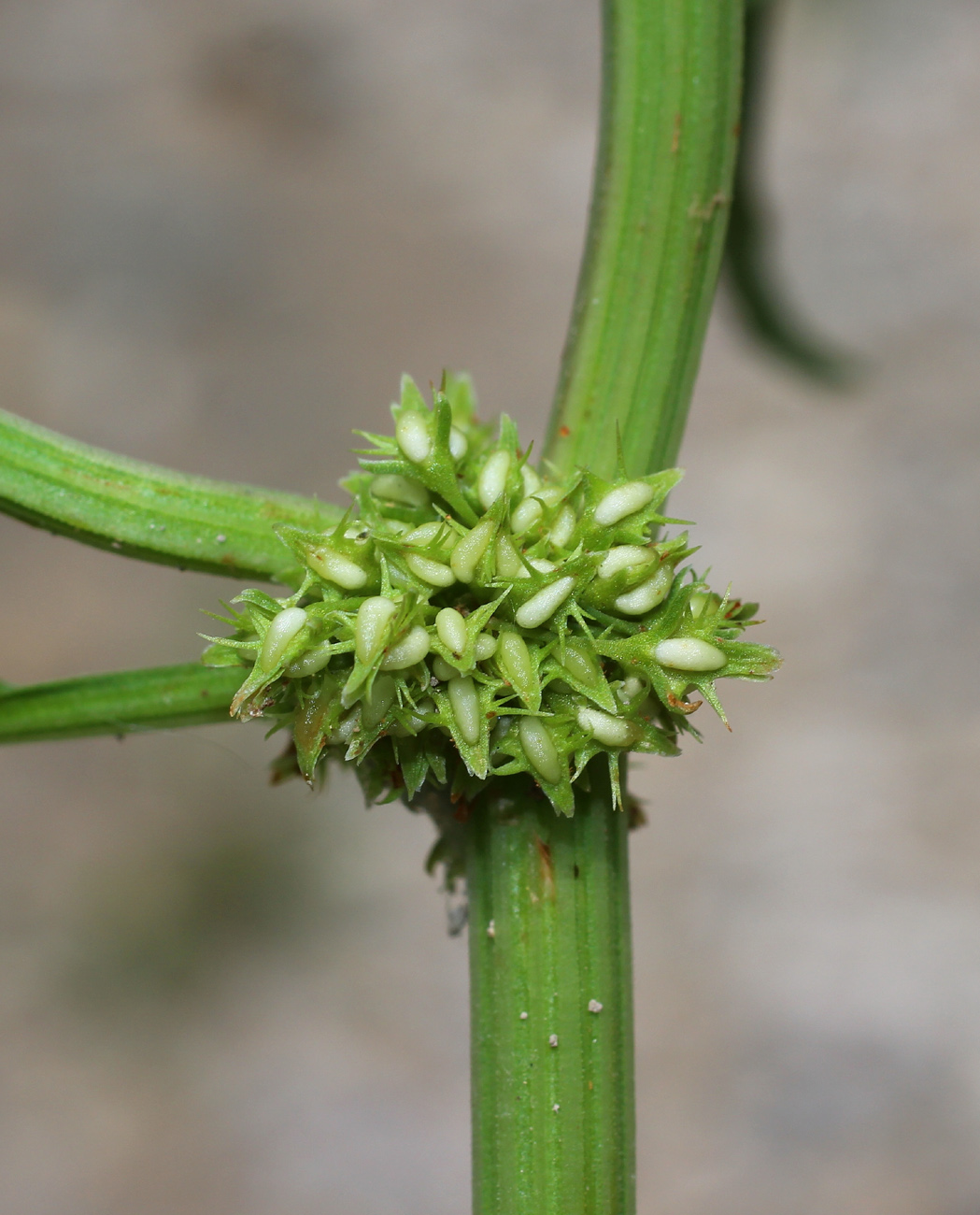 Изображение особи Rumex halacsyi.