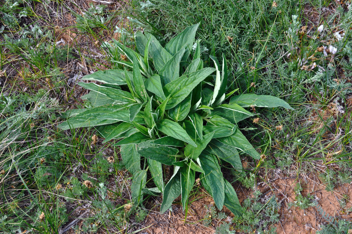 Image of Phlomis pungens specimen.