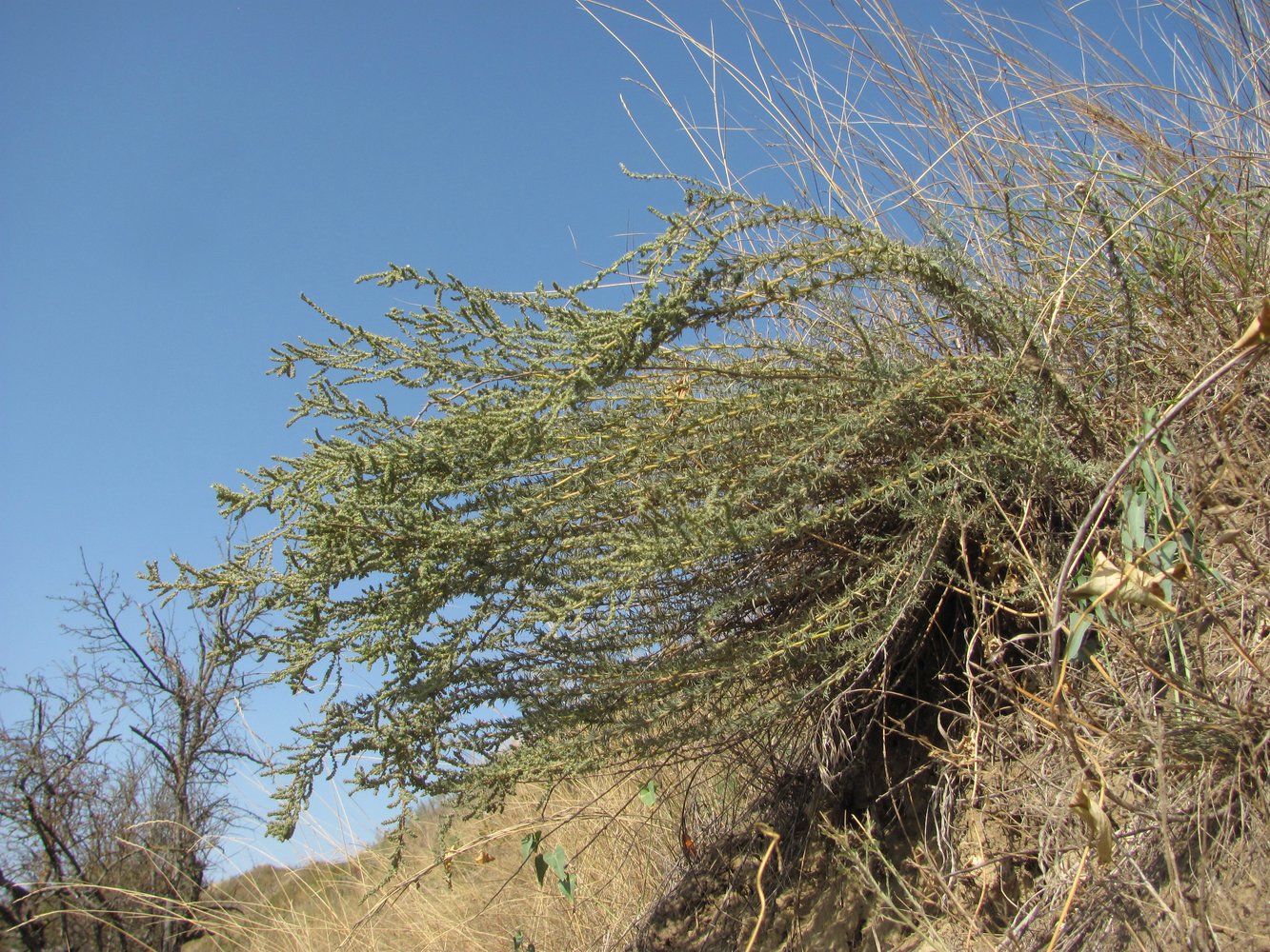 Image of Bassia prostrata specimen.