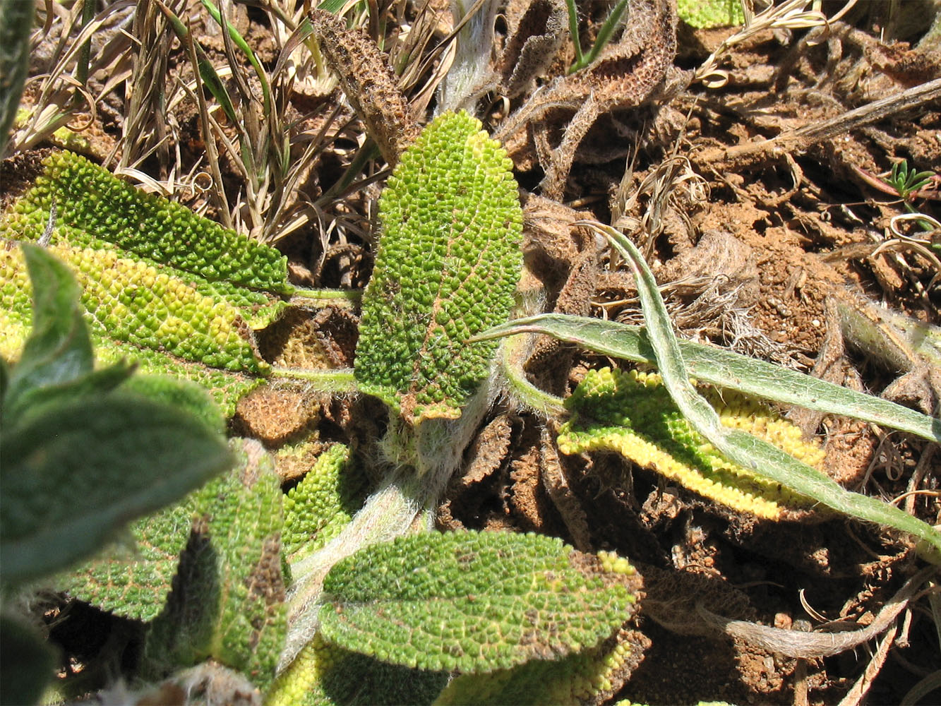 Image of Stachys cretica ssp. smyrnaea specimen.