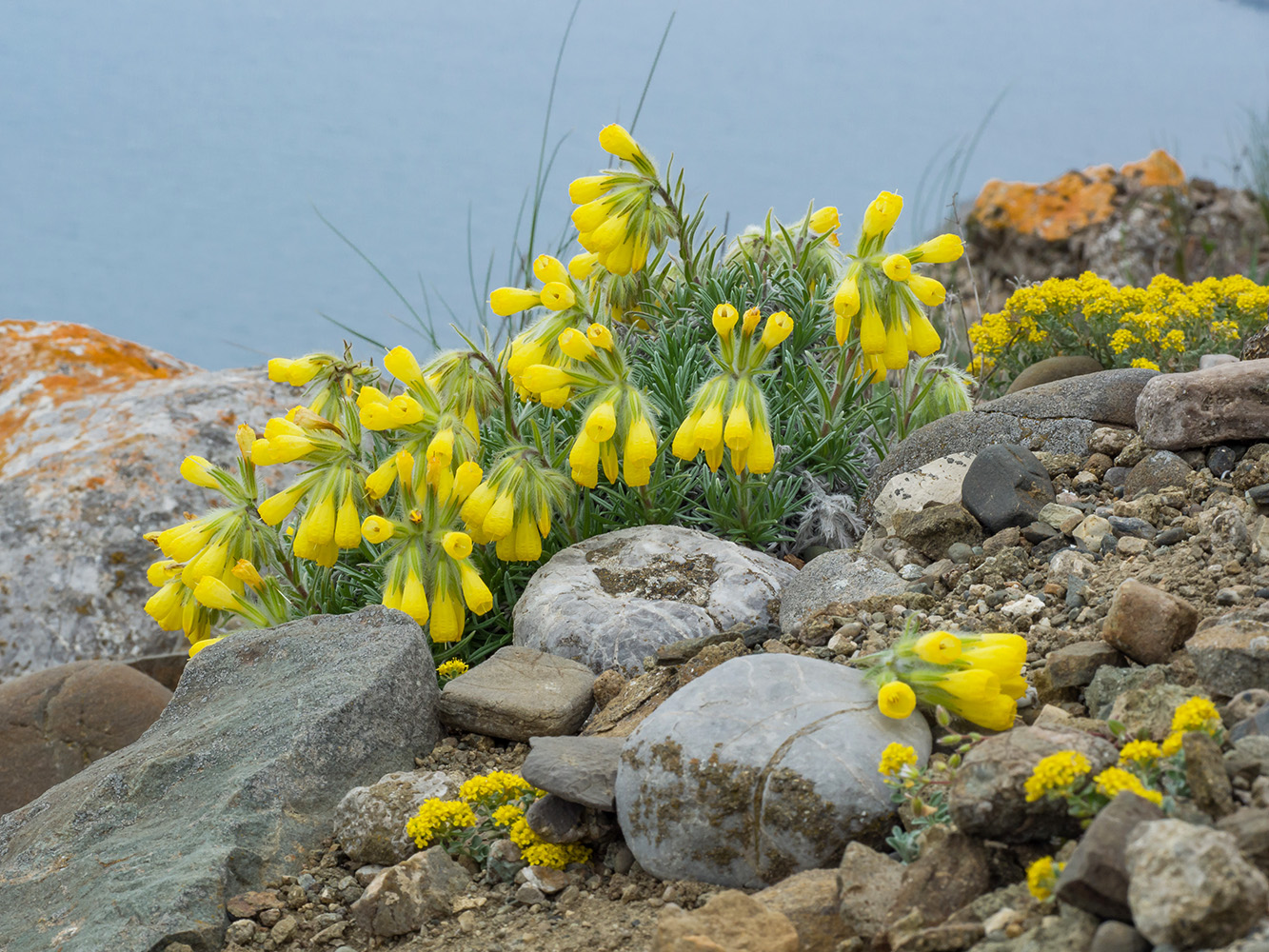 Изображение особи Onosma polyphylla.