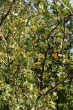 Crataegus leiomonogyna