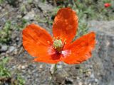 Papaver litwinowii