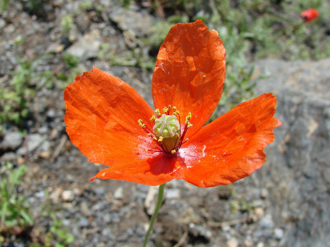 Изображение особи Papaver litwinowii.