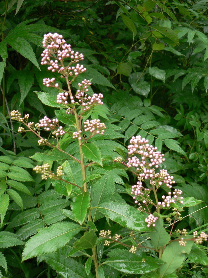 Image of Spiraea salicifolia specimen.