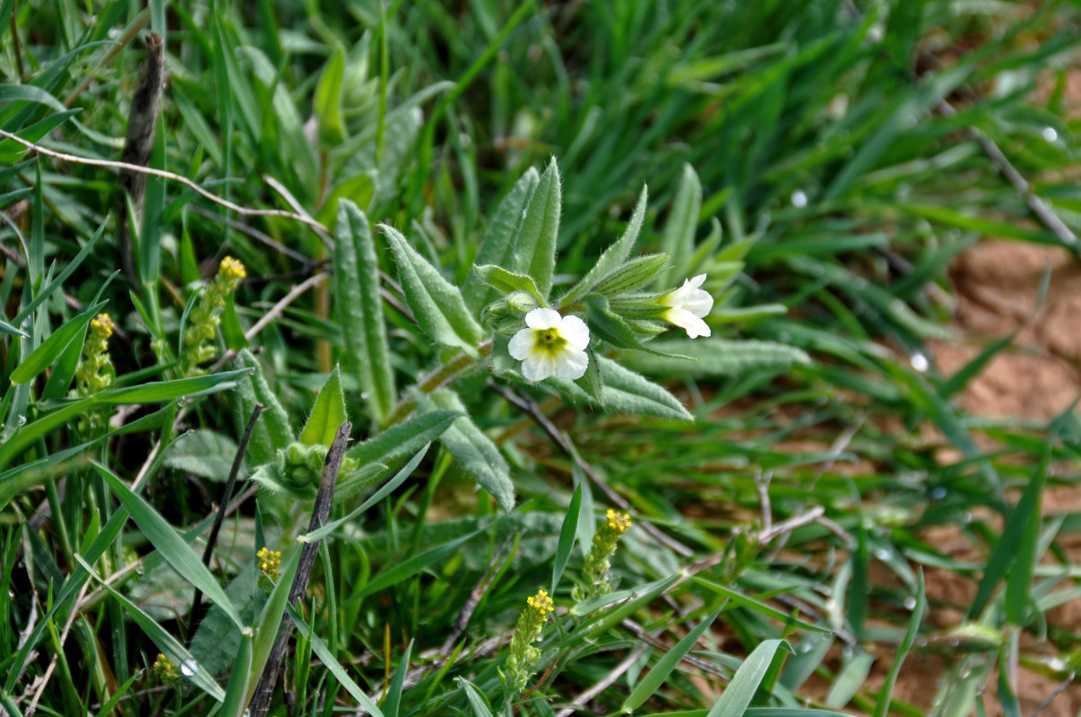 Image of Nonea lutea specimen.