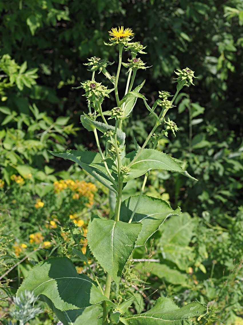 Изображение особи Inula helenium.