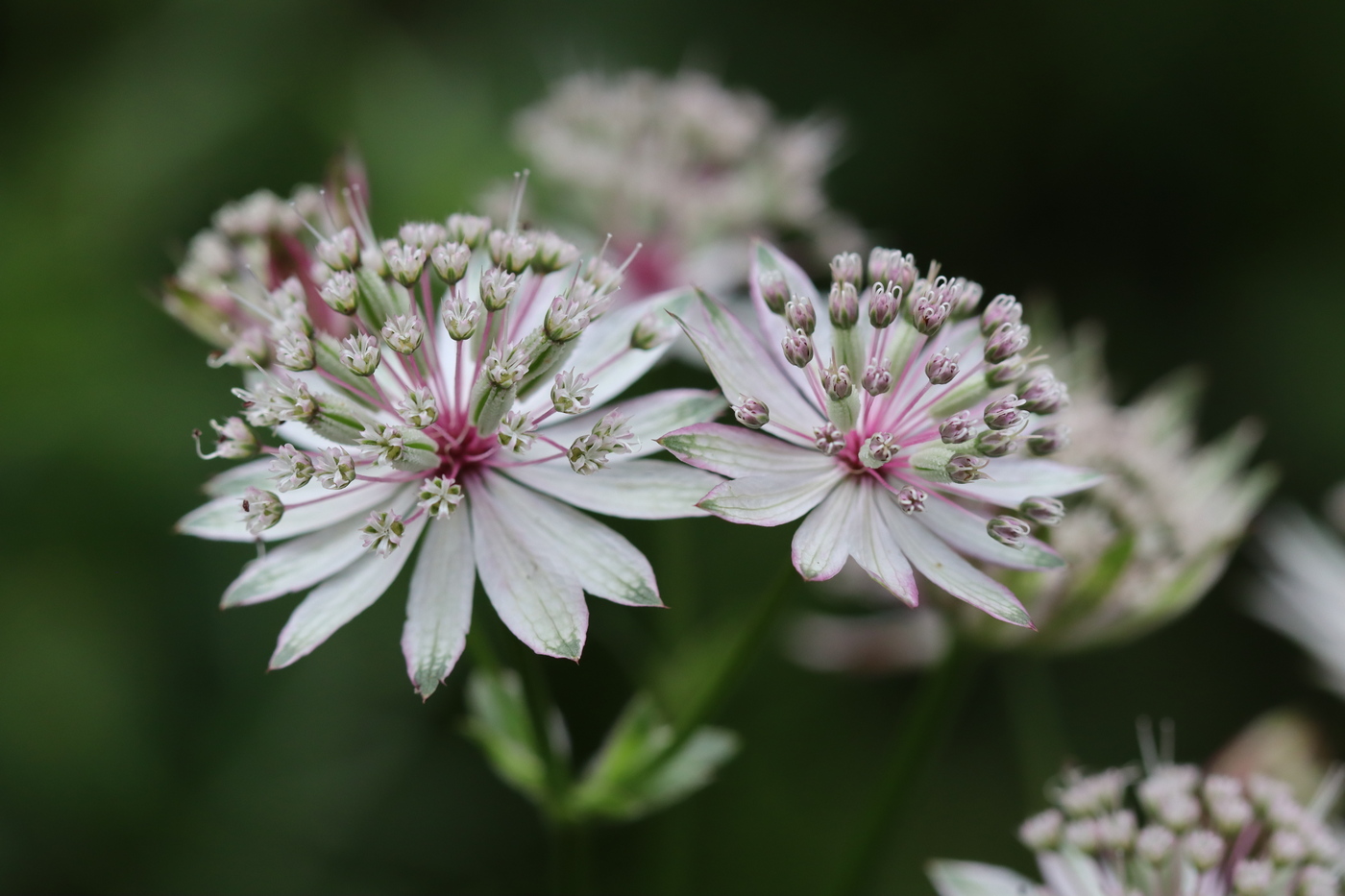 Изображение особи Astrantia major.