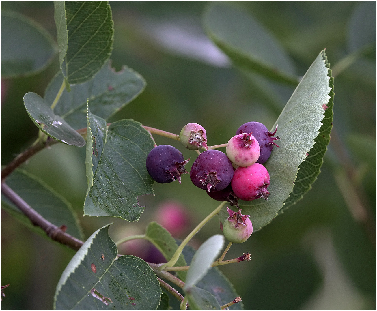 Image of Amelanchier spicata specimen.