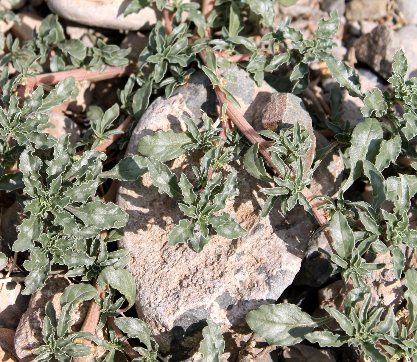 Image of Amaranthus blitoides specimen.