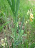 Lathyrus lacaitae