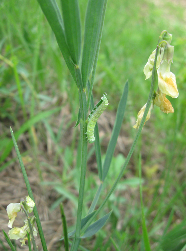 Image of Lathyrus lacaitae specimen.