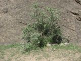 Cotoneaster saxatilis