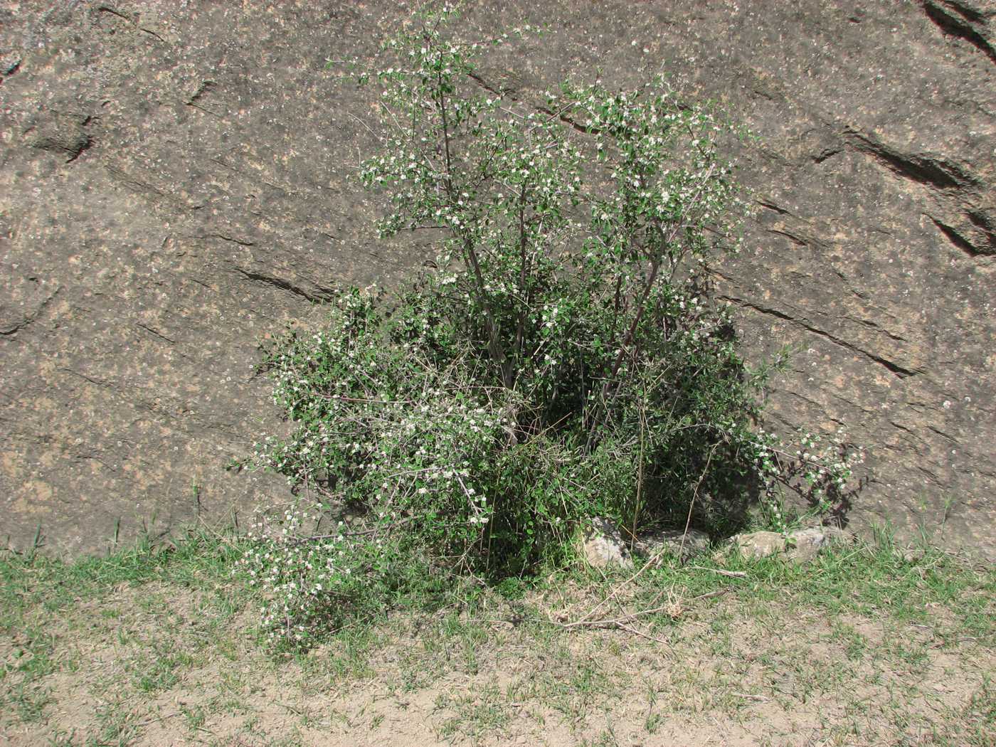 Изображение особи Cotoneaster saxatilis.