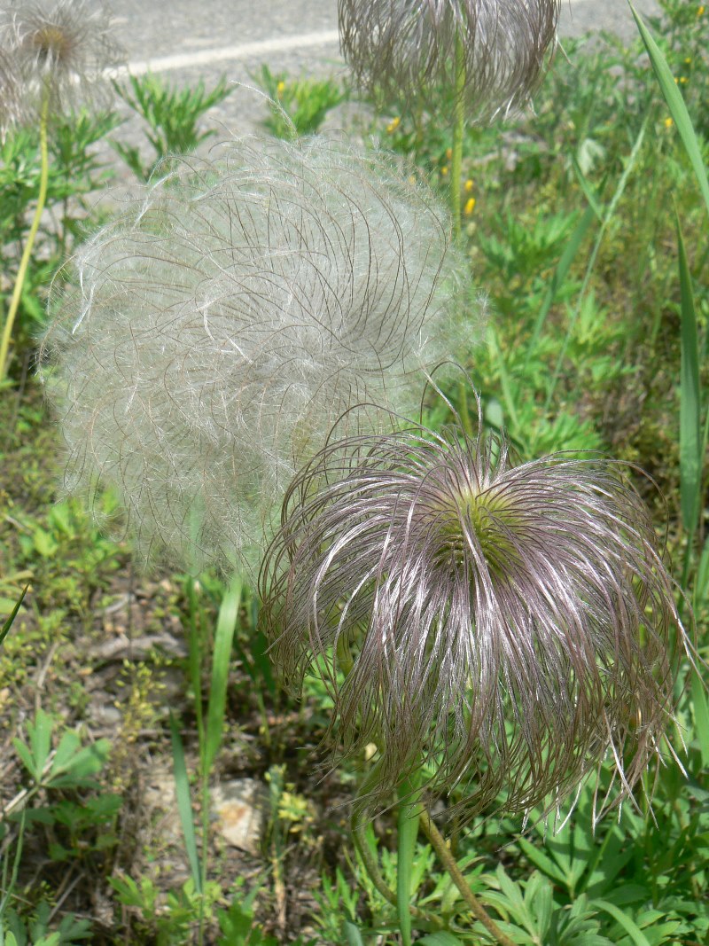 Изображение особи Pulsatilla dahurica.