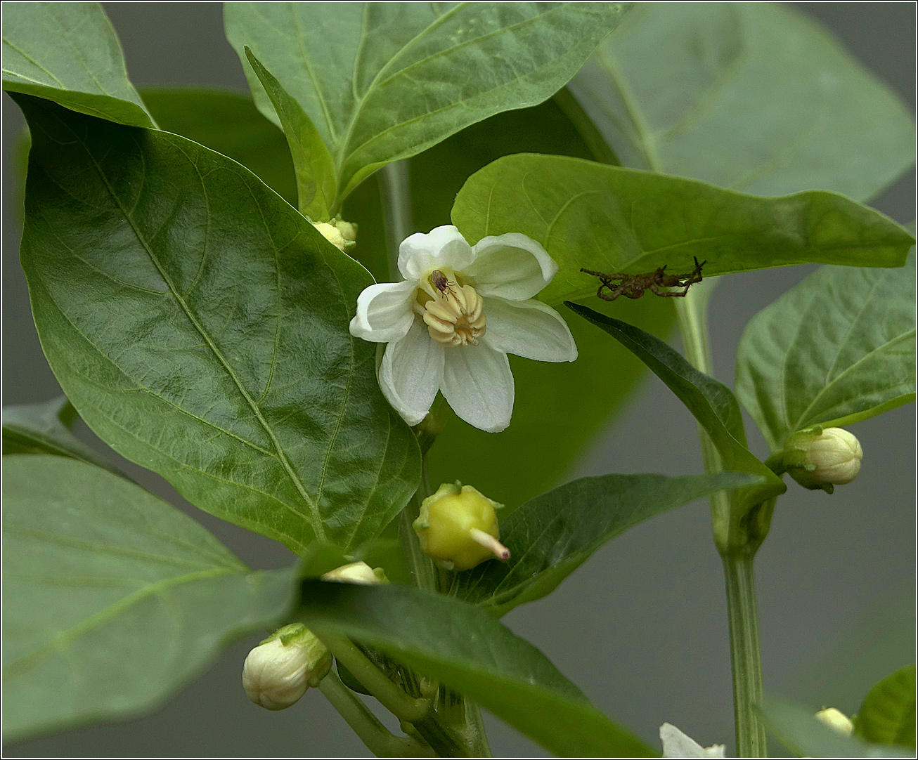 Изображение особи Capsicum annuum.