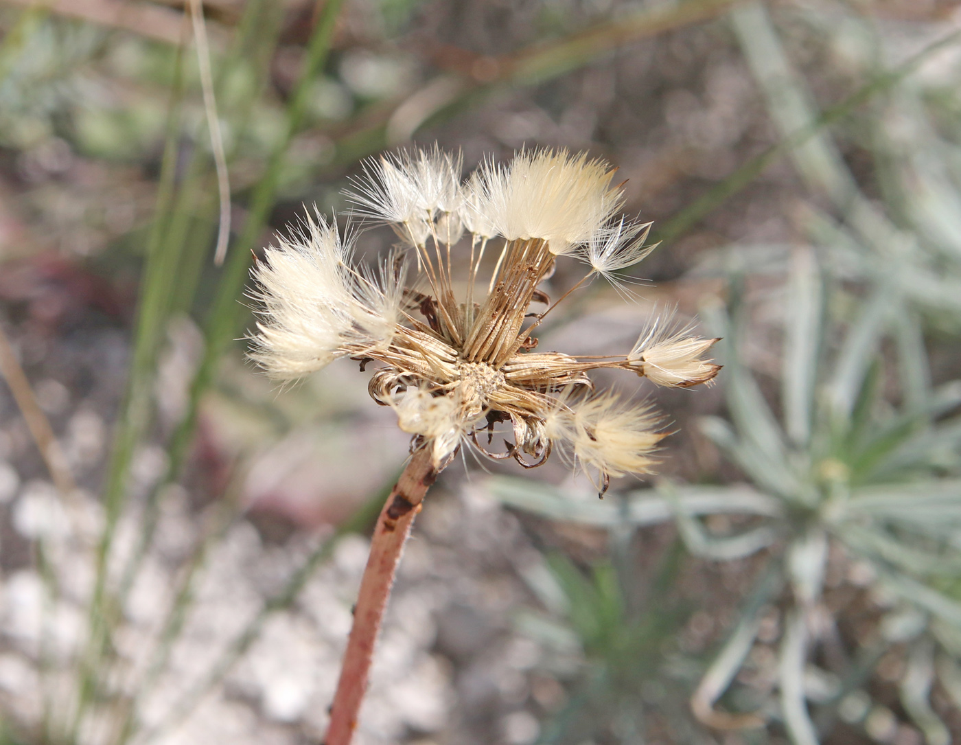 Изображение особи Taraxacum serotinum.