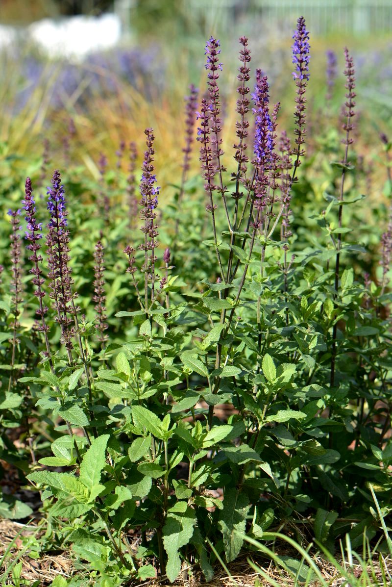 Image of Salvia nemorosa specimen.