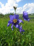 Aquilegia glandulosa. Верхушка побега с цветками и незрелым плодом. Хакасия, Ширинский р-н; Кузнецкий Алатау, окр. горы Пустасхыл, ≈1350 м н.у.м., субальпийский луг. 26.07.2021.