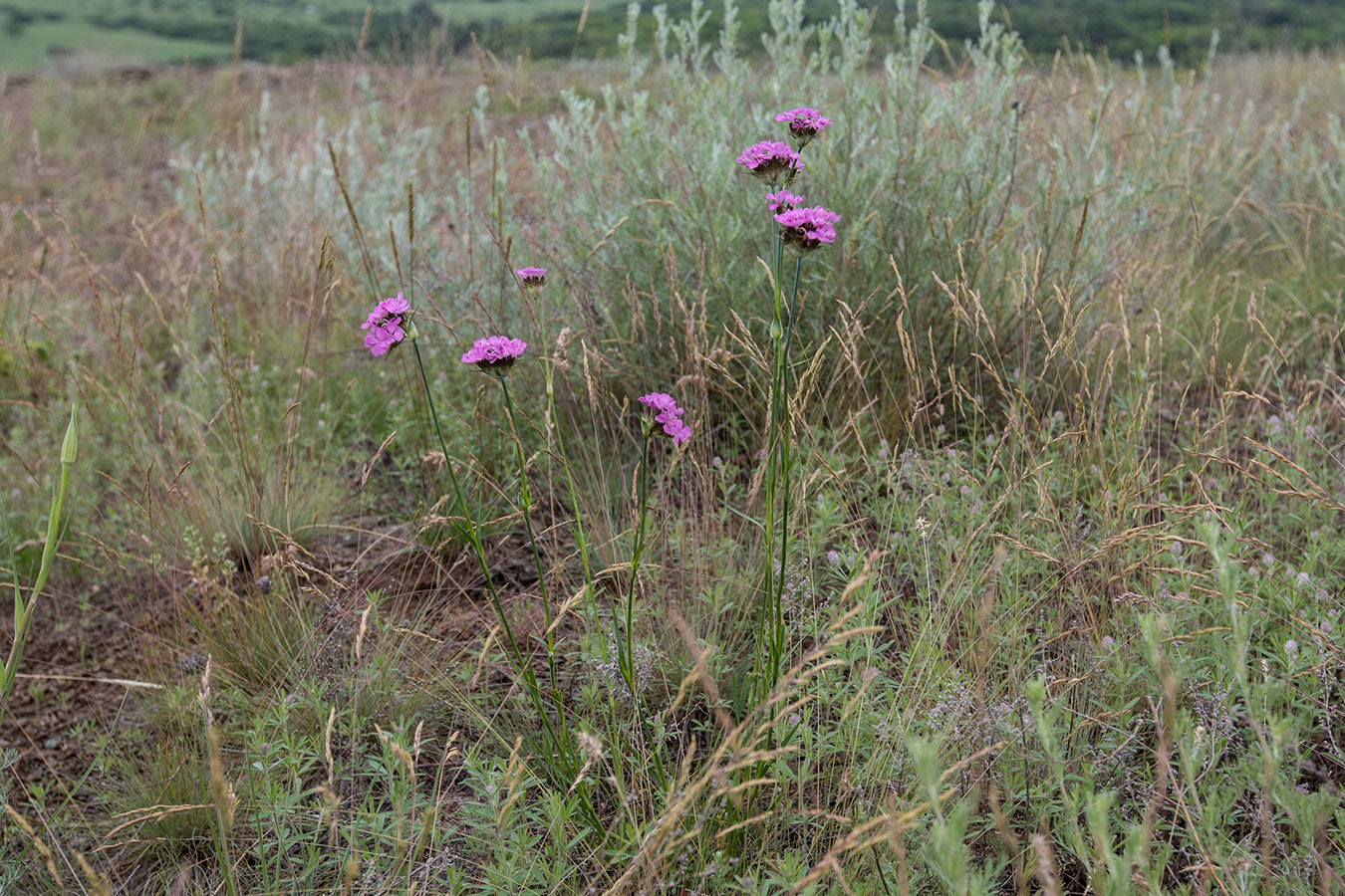 Image of Dianthus andrzejowskianus specimen.