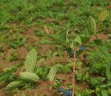 Lonicera edulis