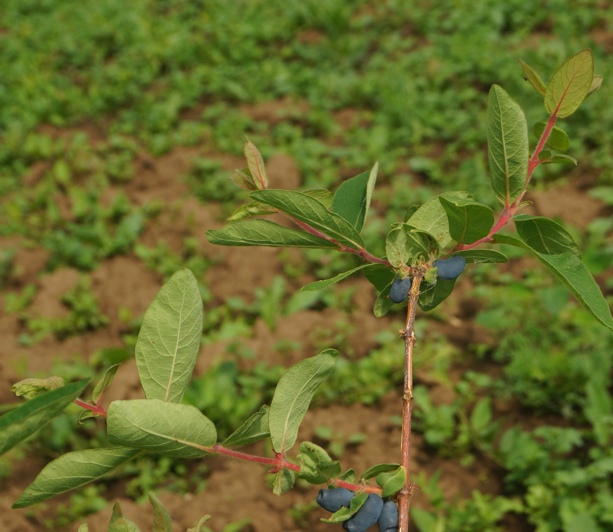 Изображение особи Lonicera edulis.