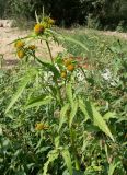 Bidens radiata