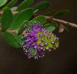 Melaleuca nesophila