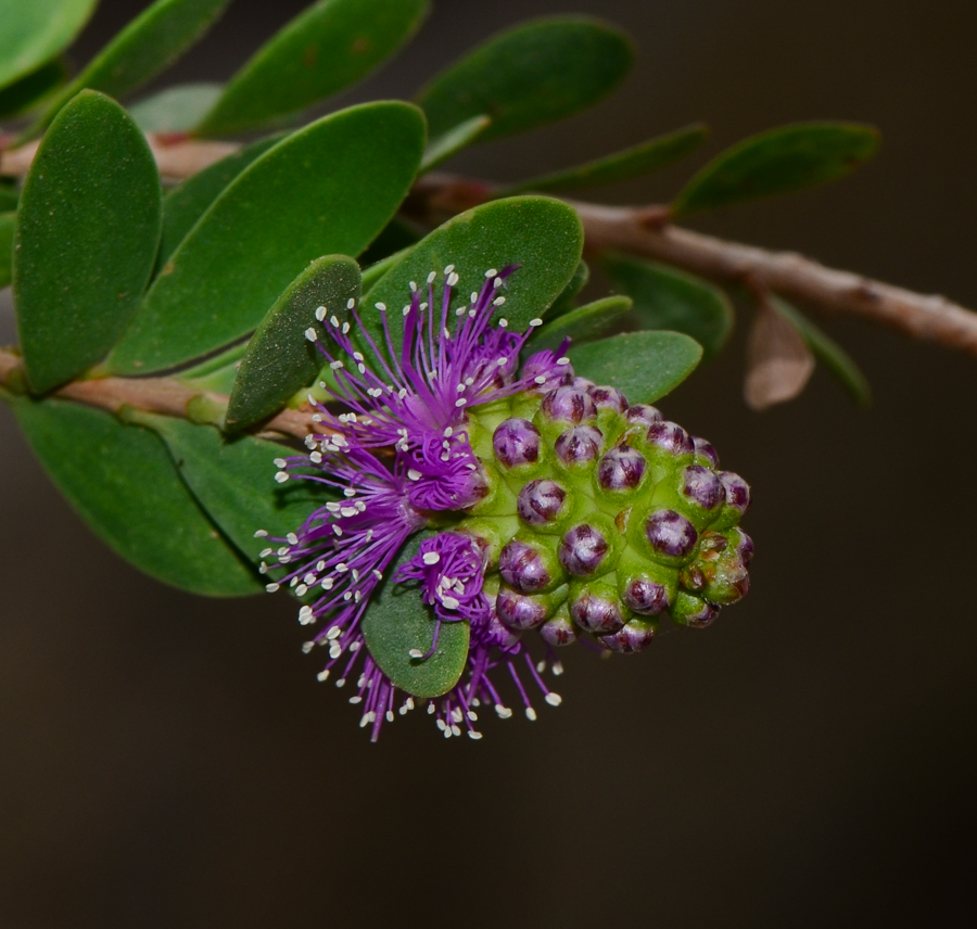 Image of Melaleuca nesophila specimen.
