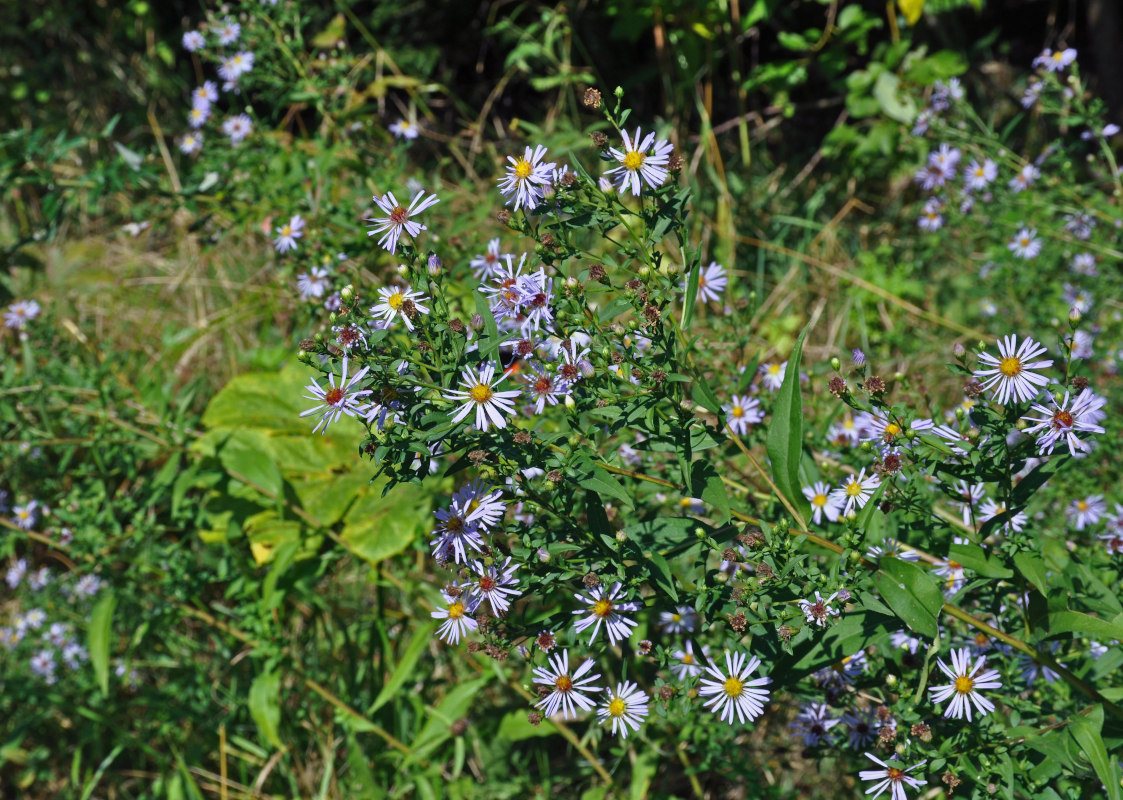 Изображение особи Symphyotrichum novi-belgii.