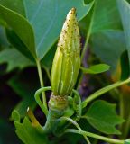 Liriodendron tulipifera