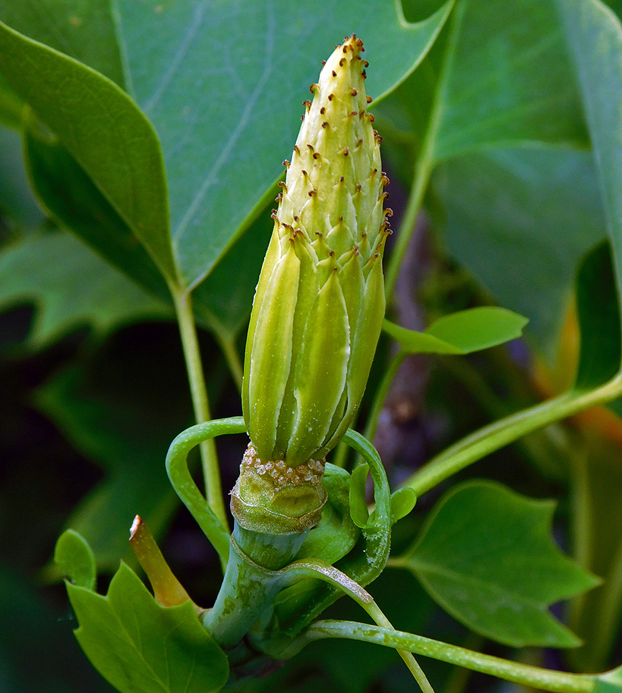 Image of Liriodendron tulipifera specimen.