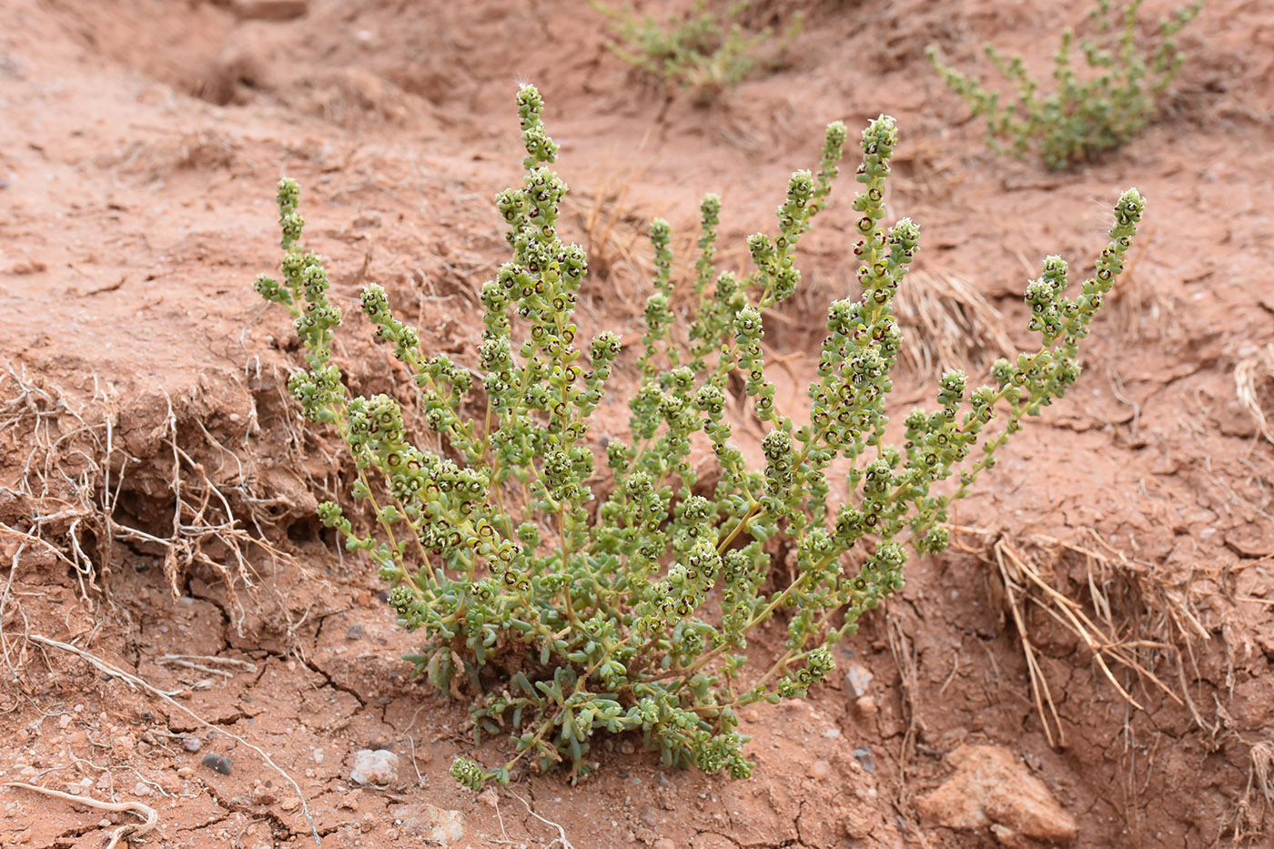 Изображение особи род Salsola.