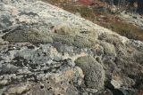 Racomitrium lanuginosum. Куртины на скальном обнажении. Мурманская обл., окр. г. Заозёрск, высота 314.9, южный склон, кустарничковая берёзовая лесотундра. 21.09.2021.