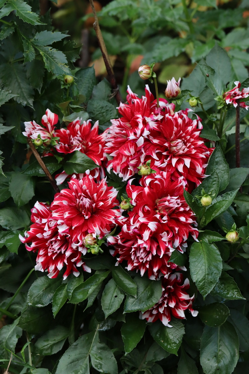 Изображение особи Dahlia &times; cultorum.