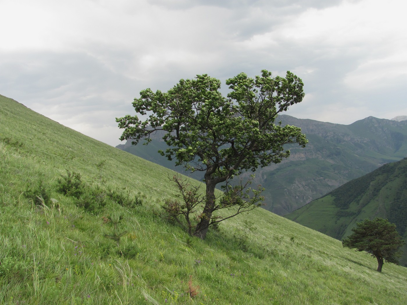 Изображение особи Quercus petraea.