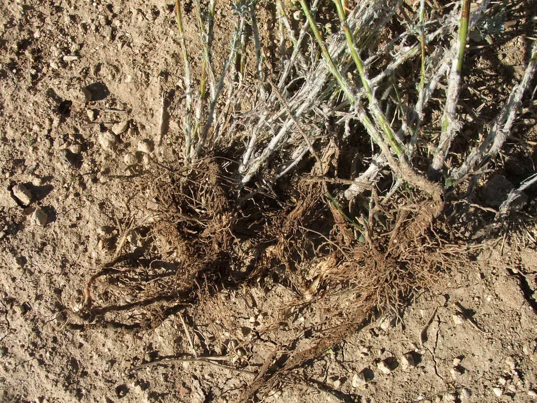 Image of Artemisia taurica specimen.