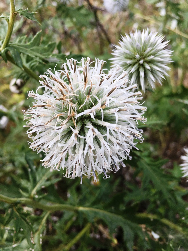 Изображение особи Echinops sphaerocephalus.