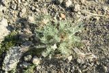 Oxytropis pallasii