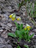 Primula macrocalyx. Цветущие растения. Самарская обл., национальный парк \"Самарская Лука\", гора Верблюд, опушка широколиственного леса. 01.05.2021.