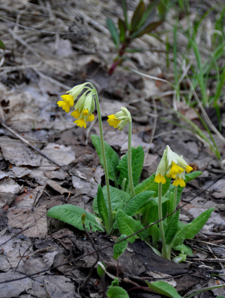 Image of Primula macrocalyx specimen.