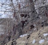 род Alnus