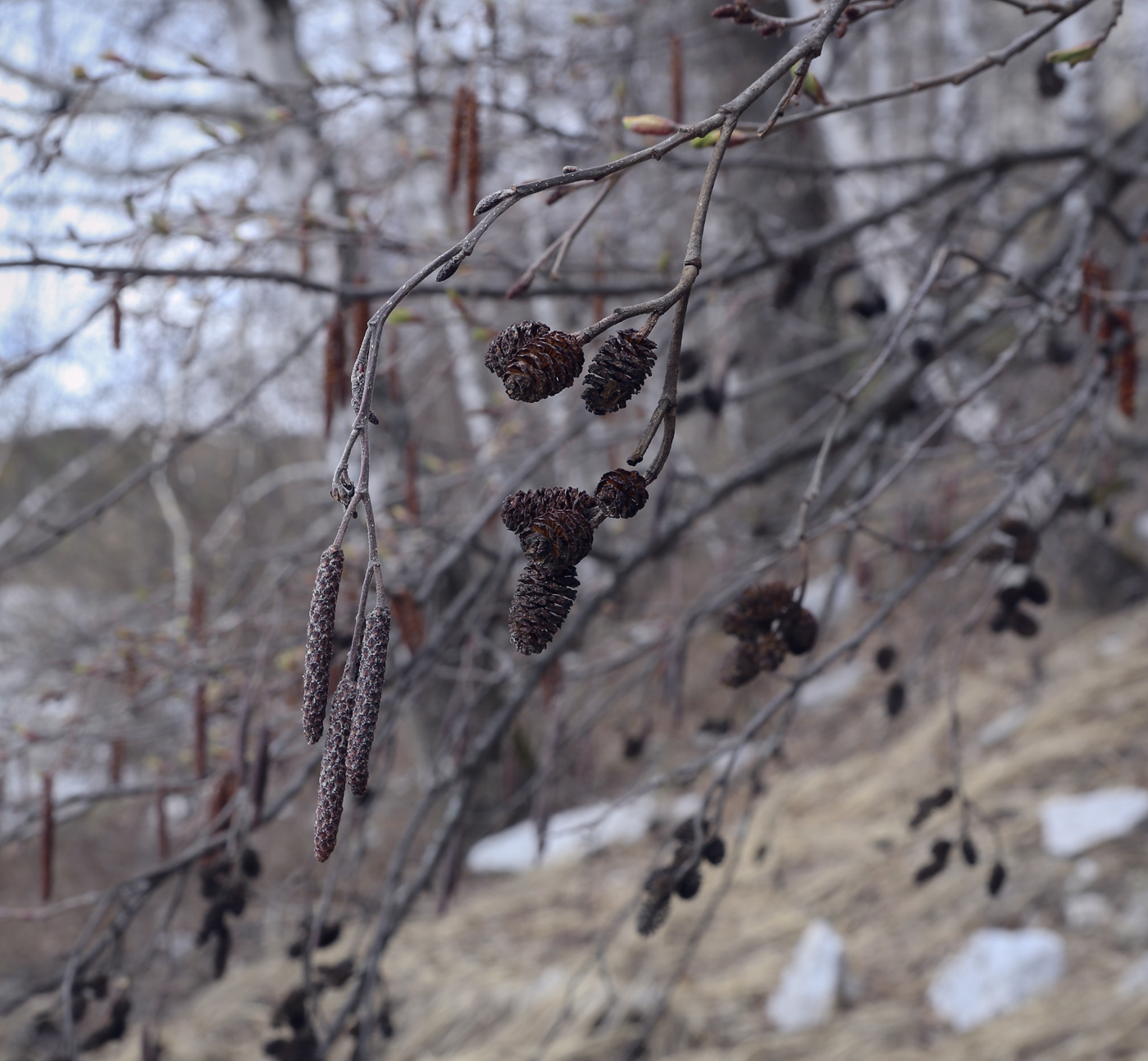 Изображение особи род Alnus.